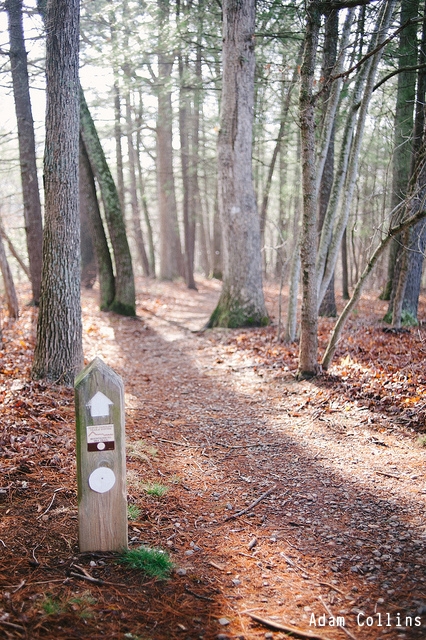 Asheville Area Trail Workday
