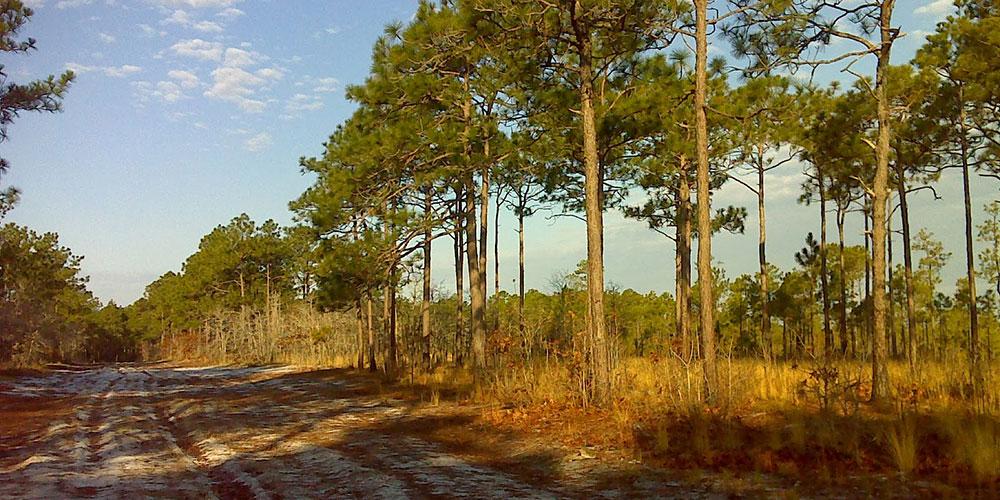 A sandy road through longleaf savanna in the Croatan National Forest | Photo © PJ Wetzel