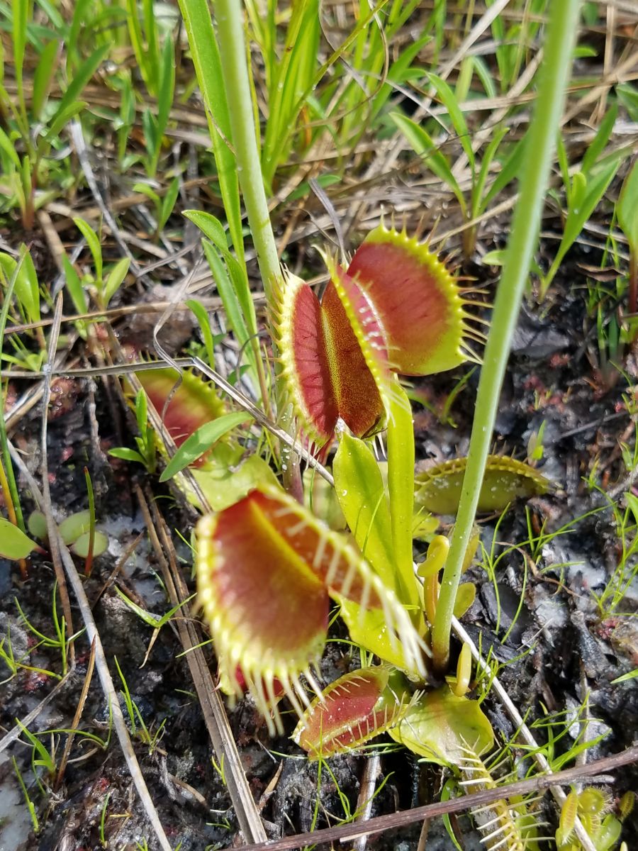 venus fly traps