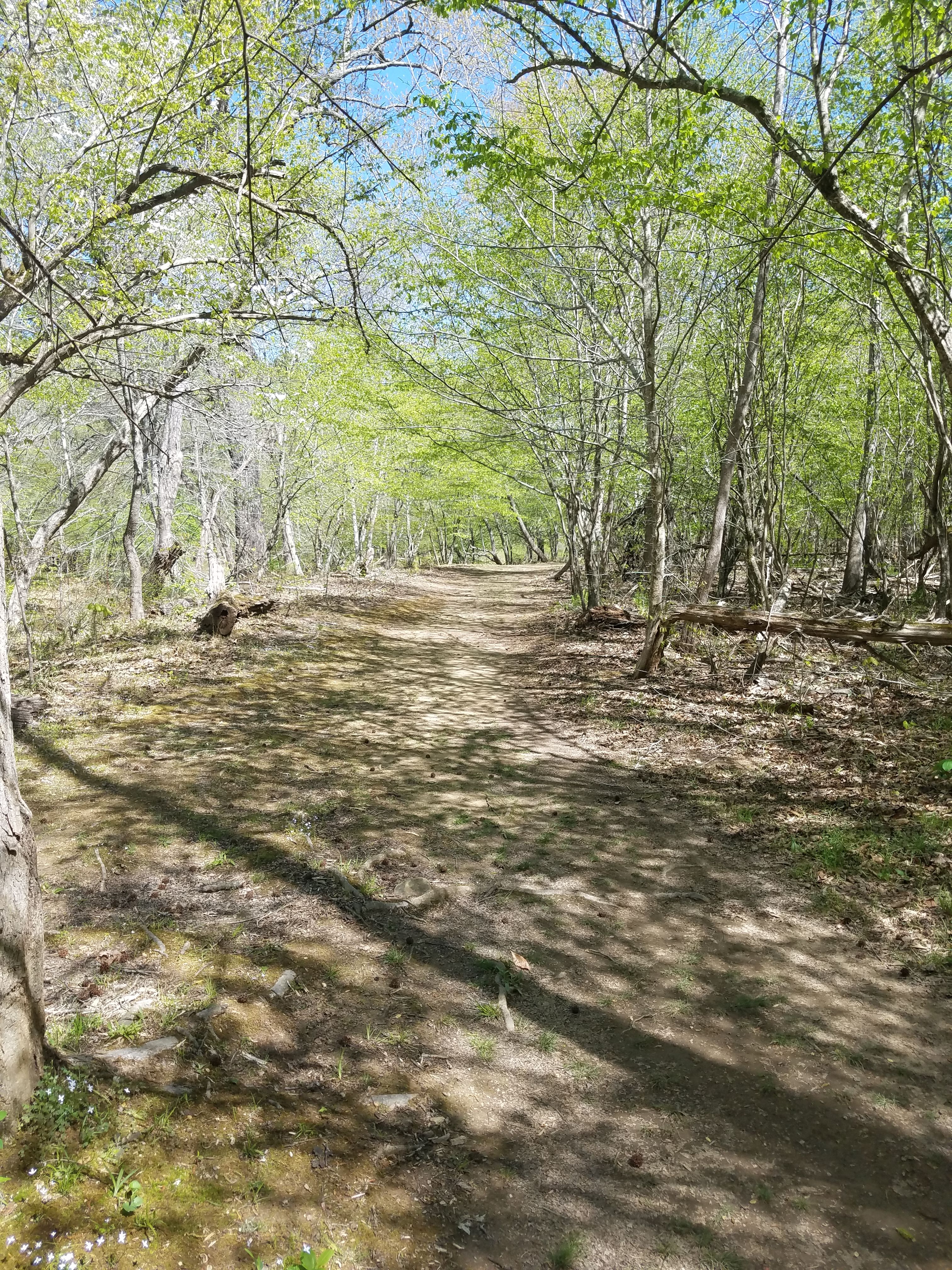 Cox Mountain Trail 