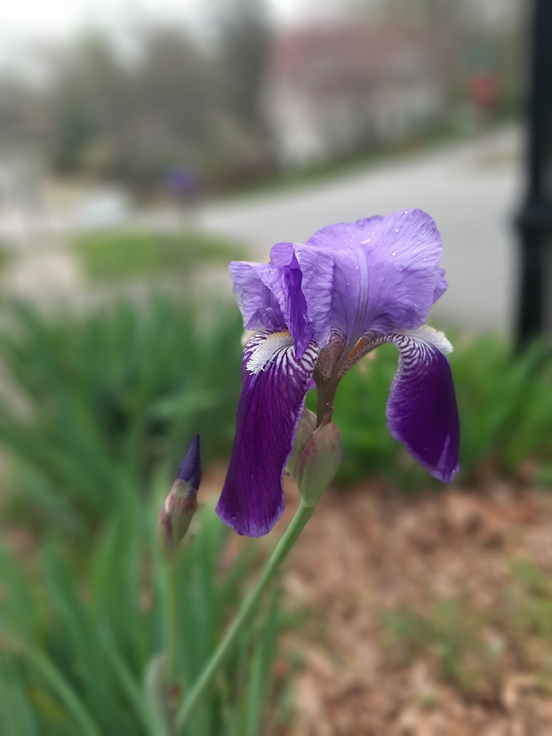 The Color Purple | Mountains-to-Sea Trail