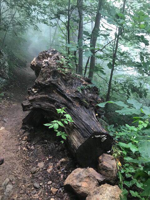 Tanbark Ridge Tunnel (U.S. National Park Service)