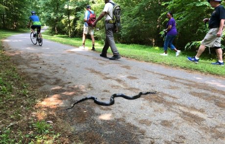 Make way for 6' black snake | © Jerry Barker